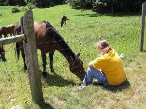 horsies013.jpg